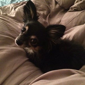 Team Page: Talent Plus